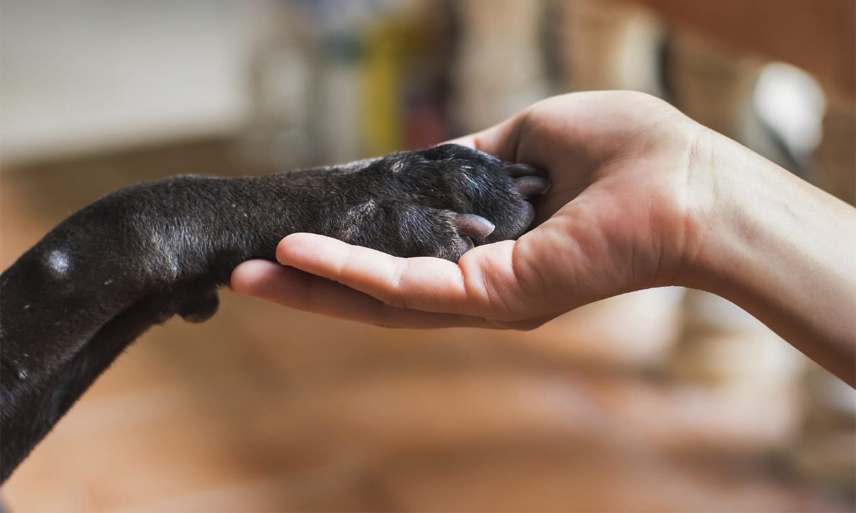 Gros plan sur la patte d'un chien noir dans la main de sa maitresse