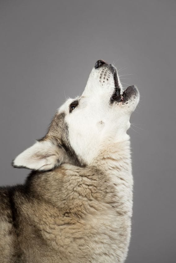 husky qui chante