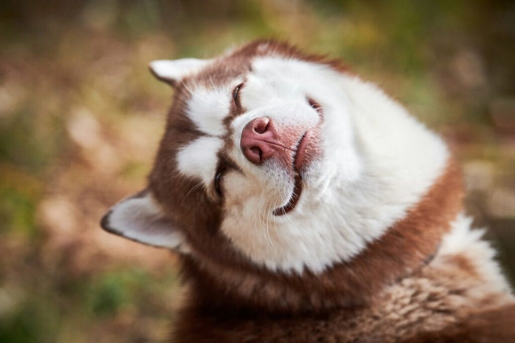 husky tetu
