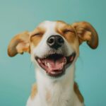 les races de chien tetues