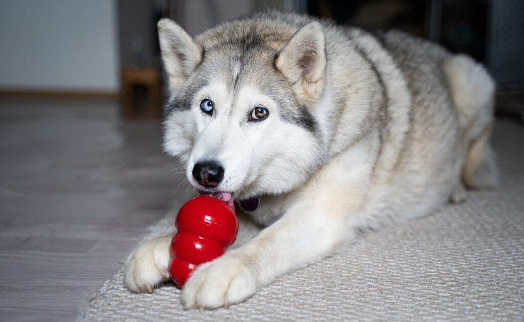 chien avec un kong glacé