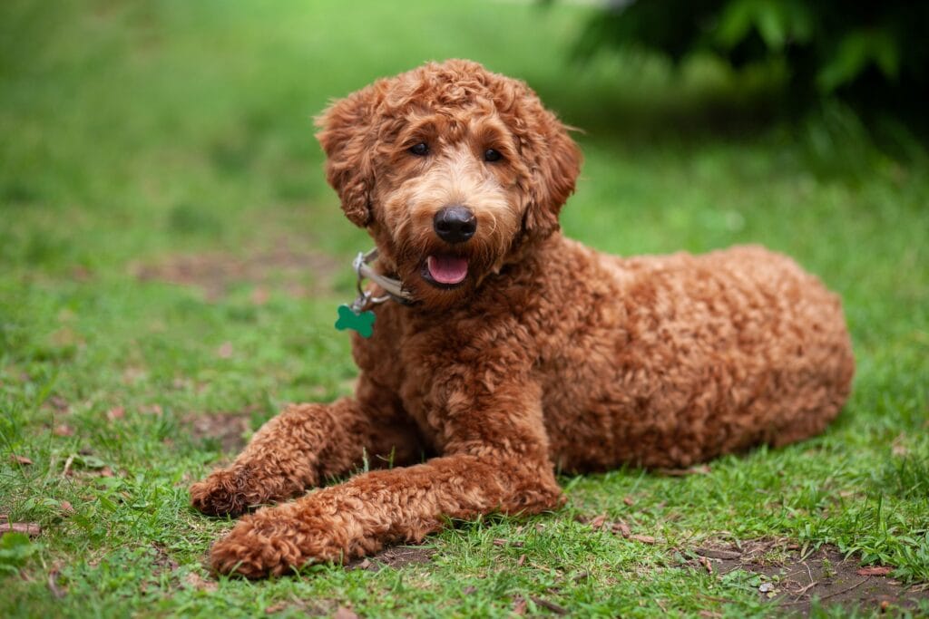 Labradoodle marron