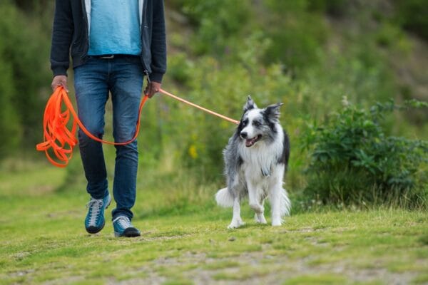 border collie en longe