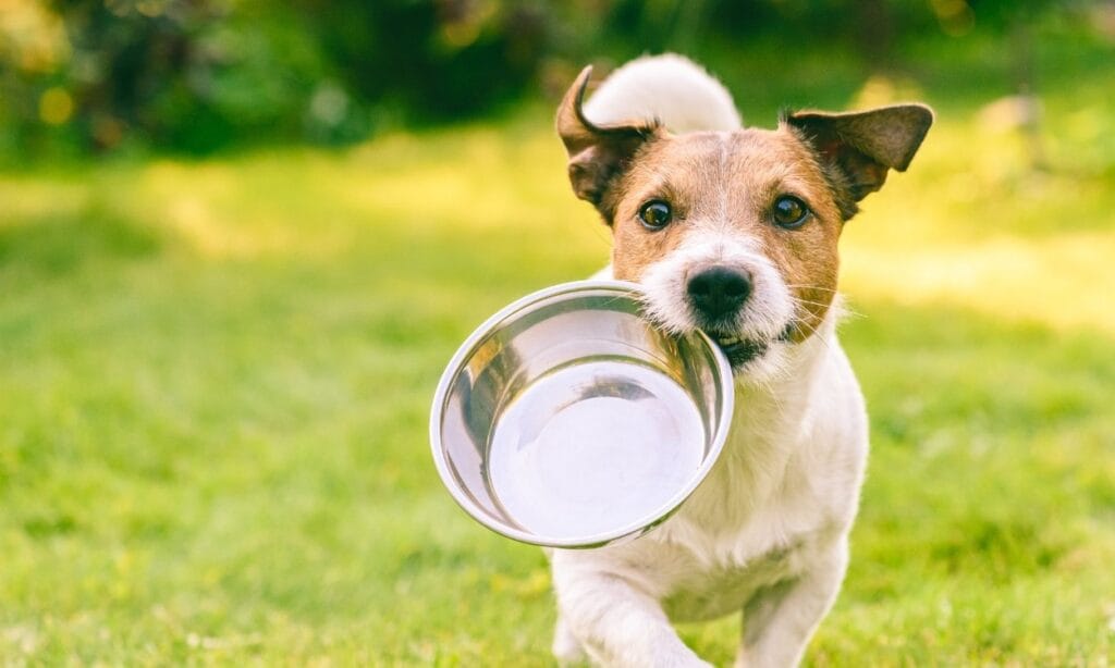 nourriture chien quand il fait chaud