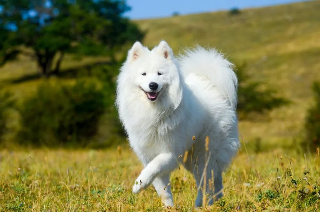 Samoyed