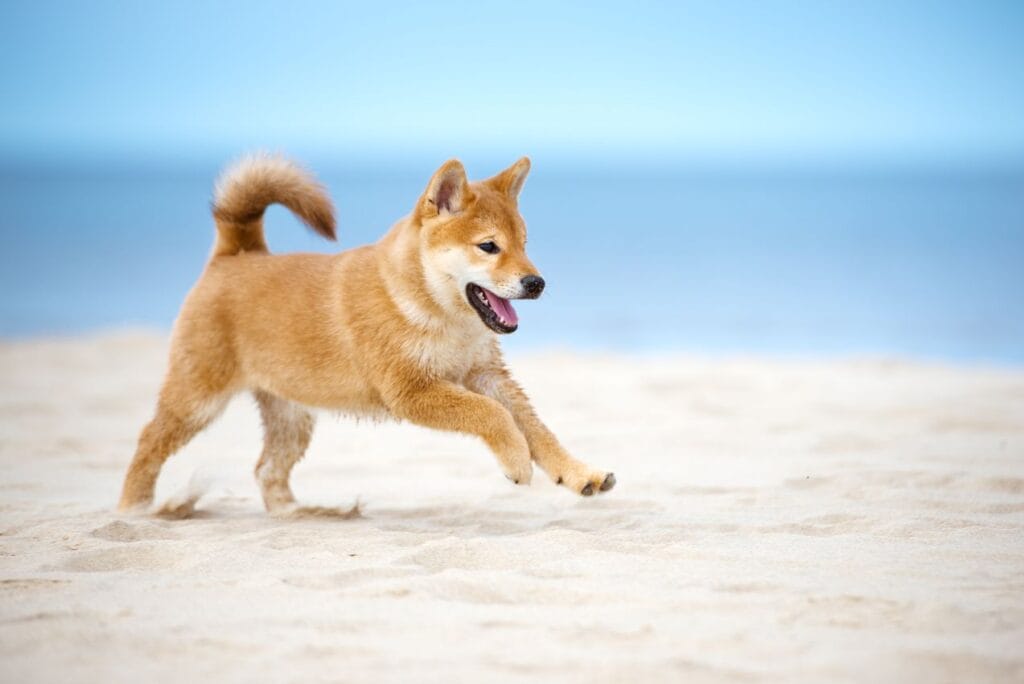 shiba inu tetu
