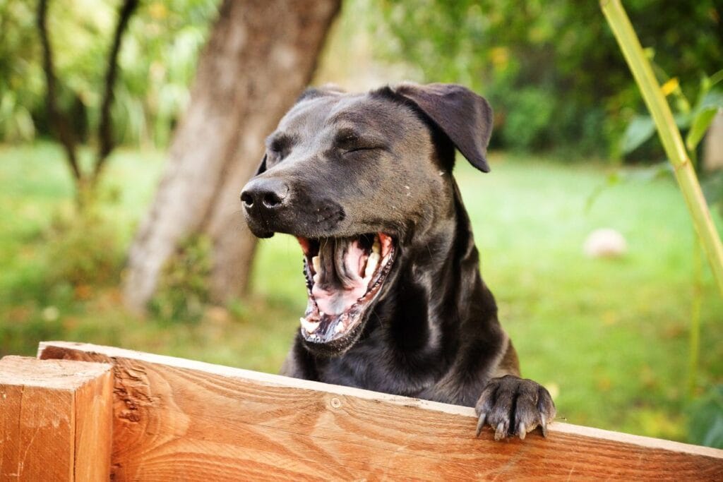 Signaux d'apaisement : un chien qui baille
