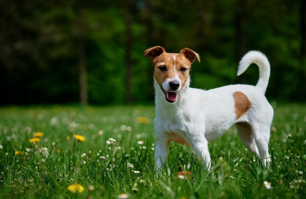 un jack russel tetu