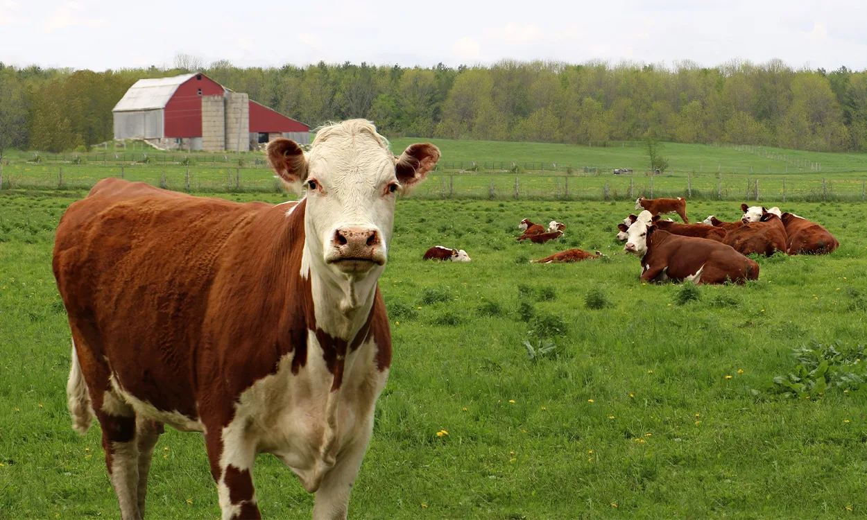 Troupeau de vaches dans un champs