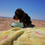 Un chien de race teckel en plein soleil sur la plage devant une gamelle d'eau