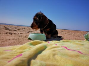 Un chien de race teckel en plein soleil sur la plage devant une gamelle d'eau