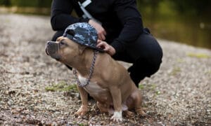 Un pitbull avec une casquette sur la tête accompagné de son maître
