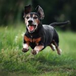 un vieux chien court