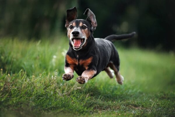 un vieux chien court