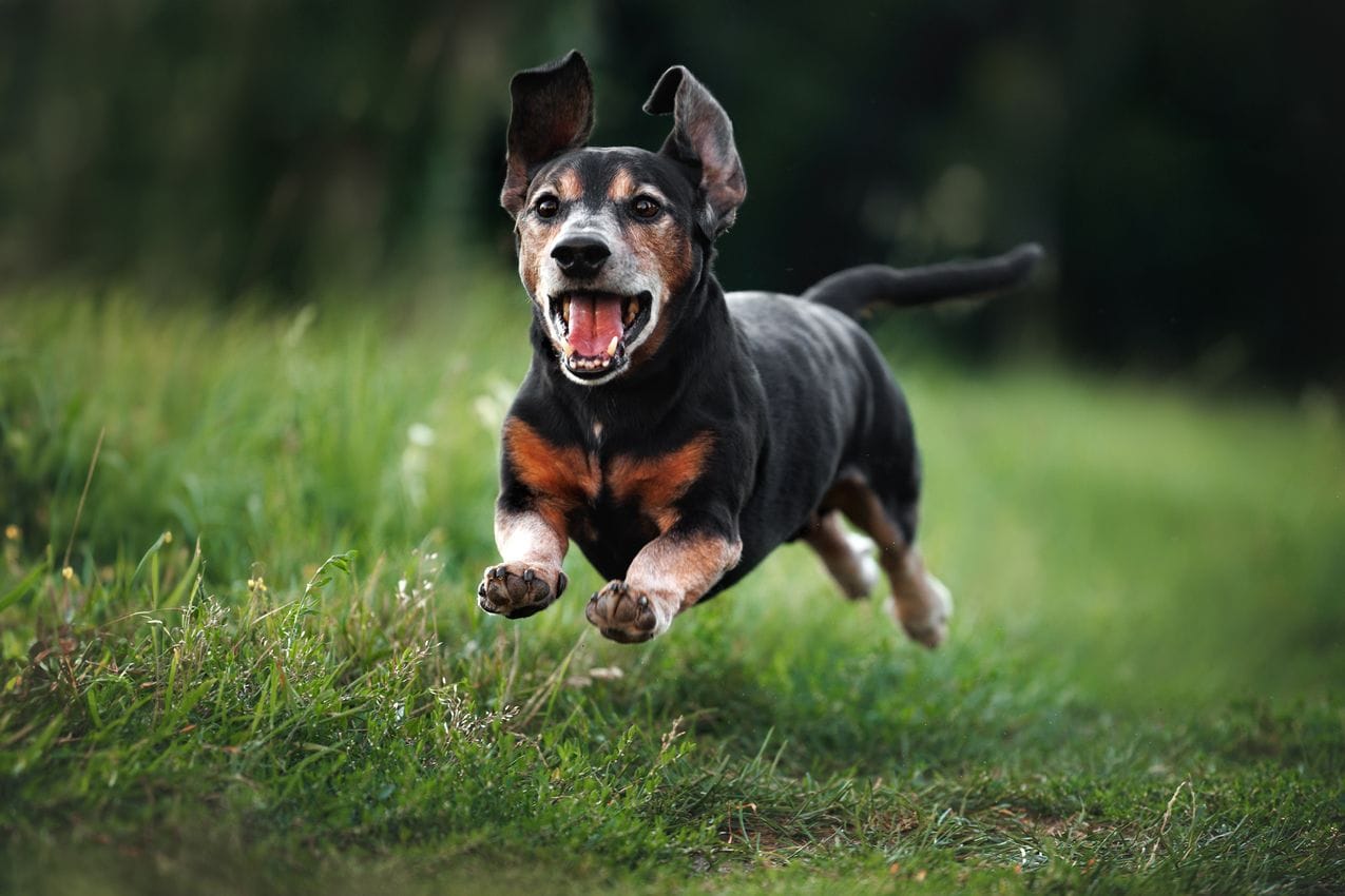 un vieux chien court