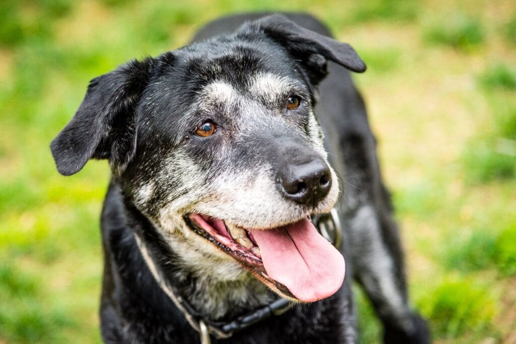grand chien âgé