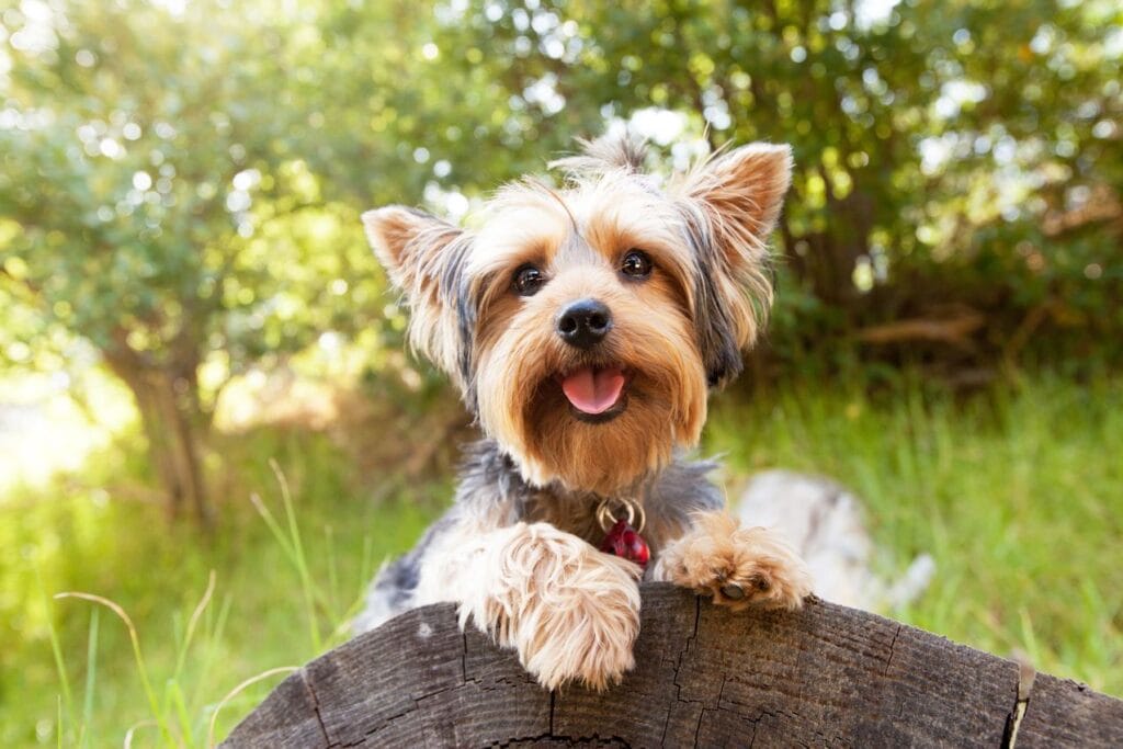 Yorkshire terrier